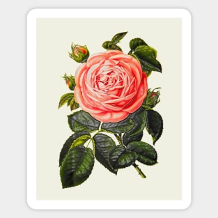 rosebud with green leaves Sticker